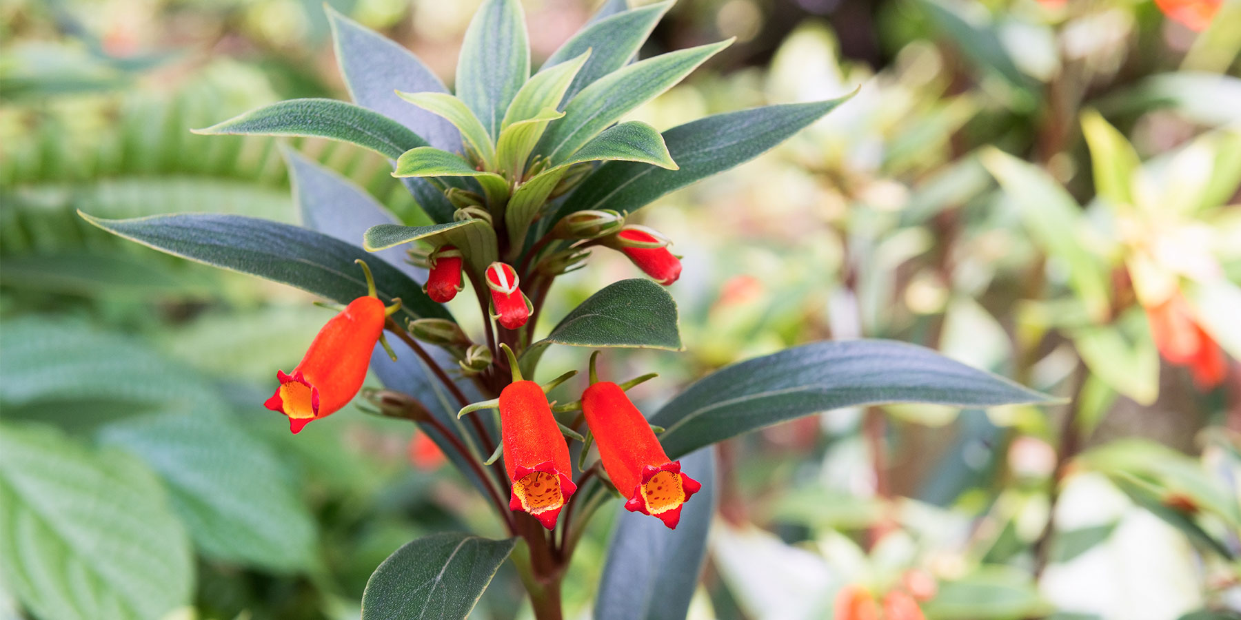 9 Colorful Winter Plants And Shrubs For