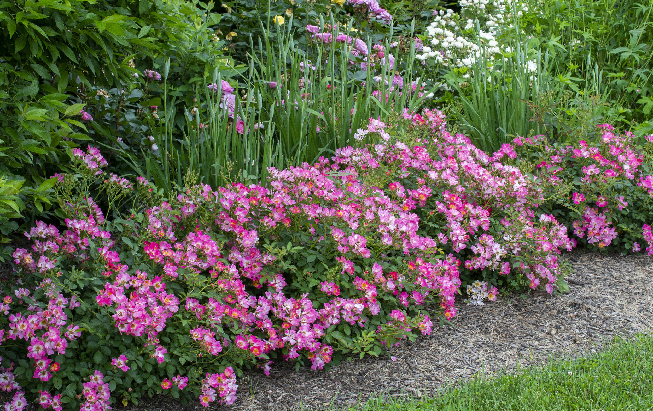 How To Grow Flower Carpet Roses Southwest Gardeners