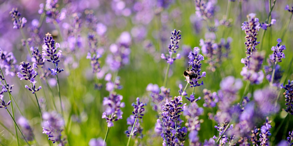 Does Lavender Grow Well In Arizona - Southwest Gardeners